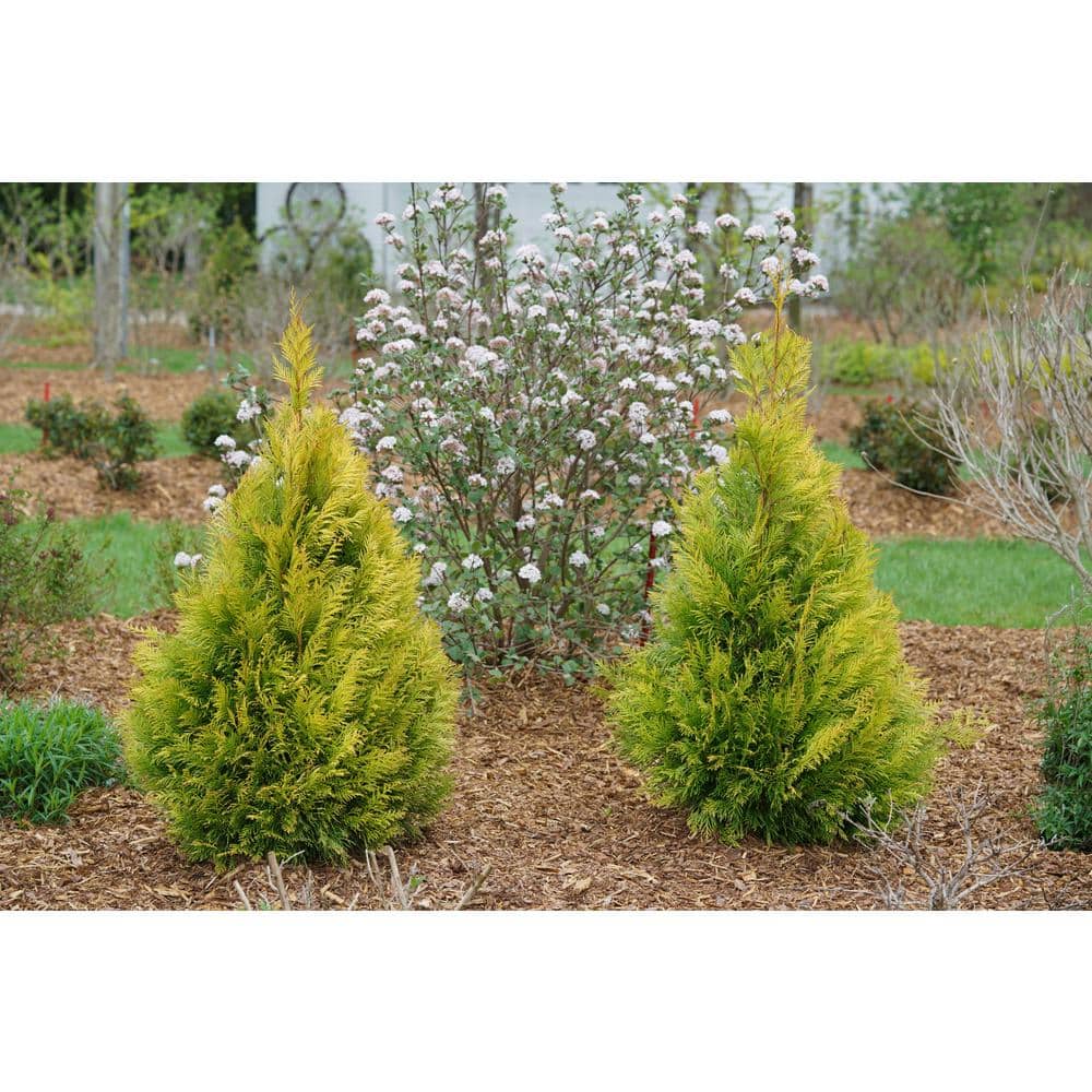 5-Foot Golden Thuja Plicata Evergreen Shrub