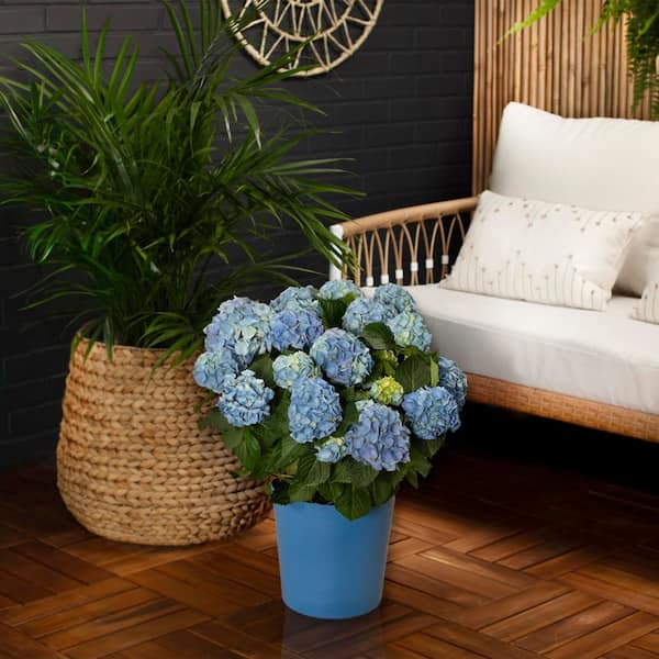 METROLINA GREENHOUSES 1.5 Gal. Hydrangea Florist Blue Perennial