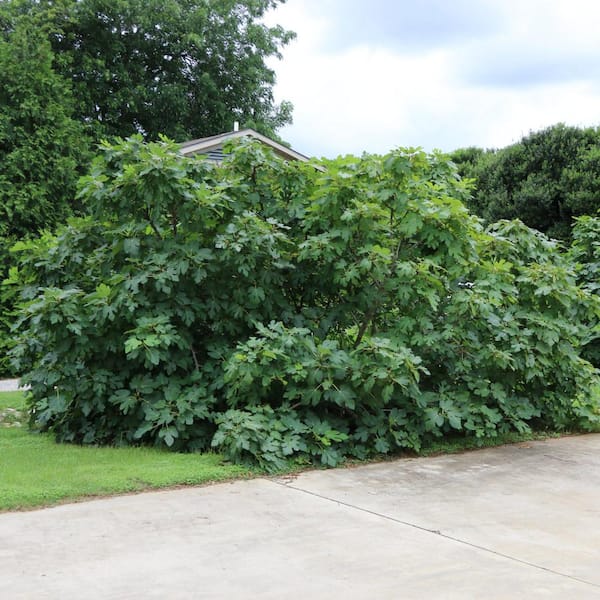 national PLANT NETWORK 1 gal. Fig Black Mission