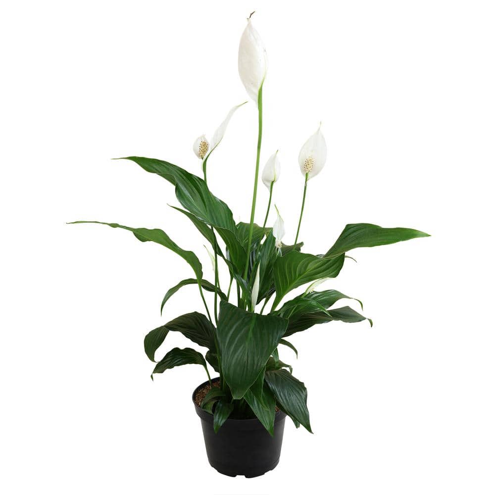 48-Inch White Peace Lily in Black Plastic Planter