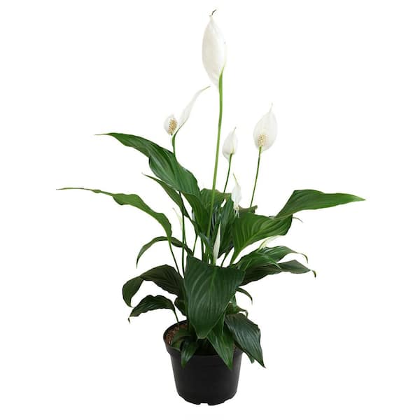 Blooming Peace Lily House Plant in Cedar Falls, IA - Bancroft's Flowers &  Greenhouses