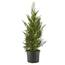 https://images.thdstatic.com/productImages/b39ce5d1-70d9-4b27-8831-c9b8dba9edb8/svn/ornamental-trees-14090-64_65.jpg