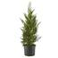 2.25 Gal. Leyland Cypress Evergreen Tree with Green Foliage 14090