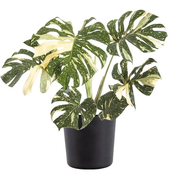 United Nursery Thai Constellation Monstera Deliciosa in 10 in. Black Premium Sustainable Decor Pot