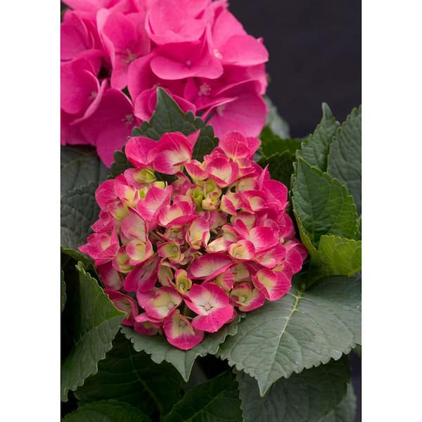 Large Hydrangea Mold – Bake Supply Plus