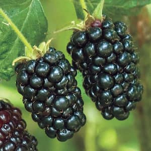 1 Gal. Pot, Freedom Prime-Ark Blackberry Bush, Live Potted Deciduous Fruit Bearing Plant (1-Pack)
