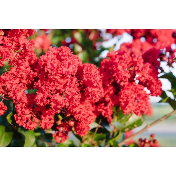 FIRST EDITIONS 3 Gal. Ruffled Red Magic Crape Myrtle Flowering Shrub with  Red Flowers 14104 - The Home Depot