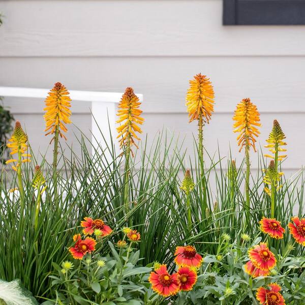 Vigoro 2 qt. Kniphofia Red-Hot Poker Poco Orange Perennial Plant