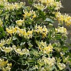 4.5 in. Qt. Scentsation Honeysuckle (Lonicera) Live Vine Shrub with Yellow Flowers and Red Berries