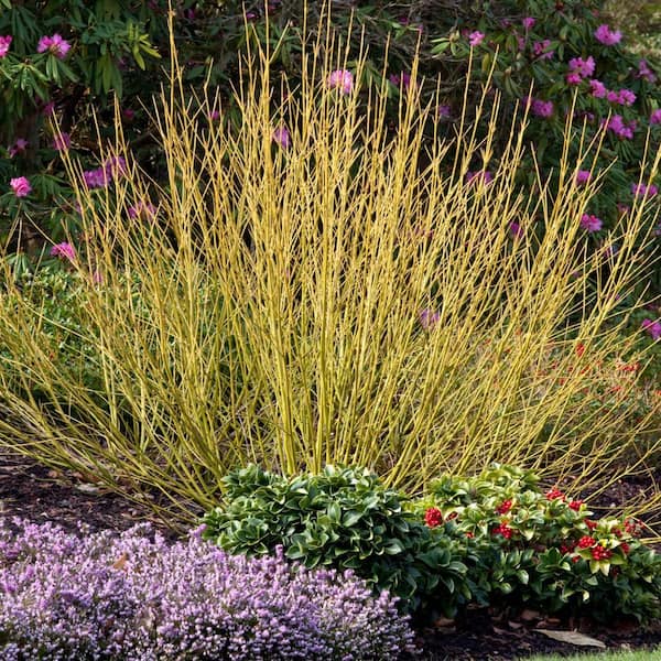 Budd's Yellow Twig Dogwood, Live Deciduous Bareroot Shrub (1-Pack)