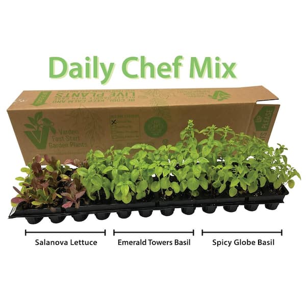 VARDEN Vertical Garden Fast Start Plants - Box of 36- Daily Chef Mix (Rosemary, Parsley and Arugula)