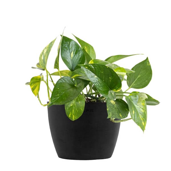 United Nursery Golden Pothos Devil's Ivy Vining Live Plant in 6 inch Premium Sustainable Ecopots Dark Grey Pot