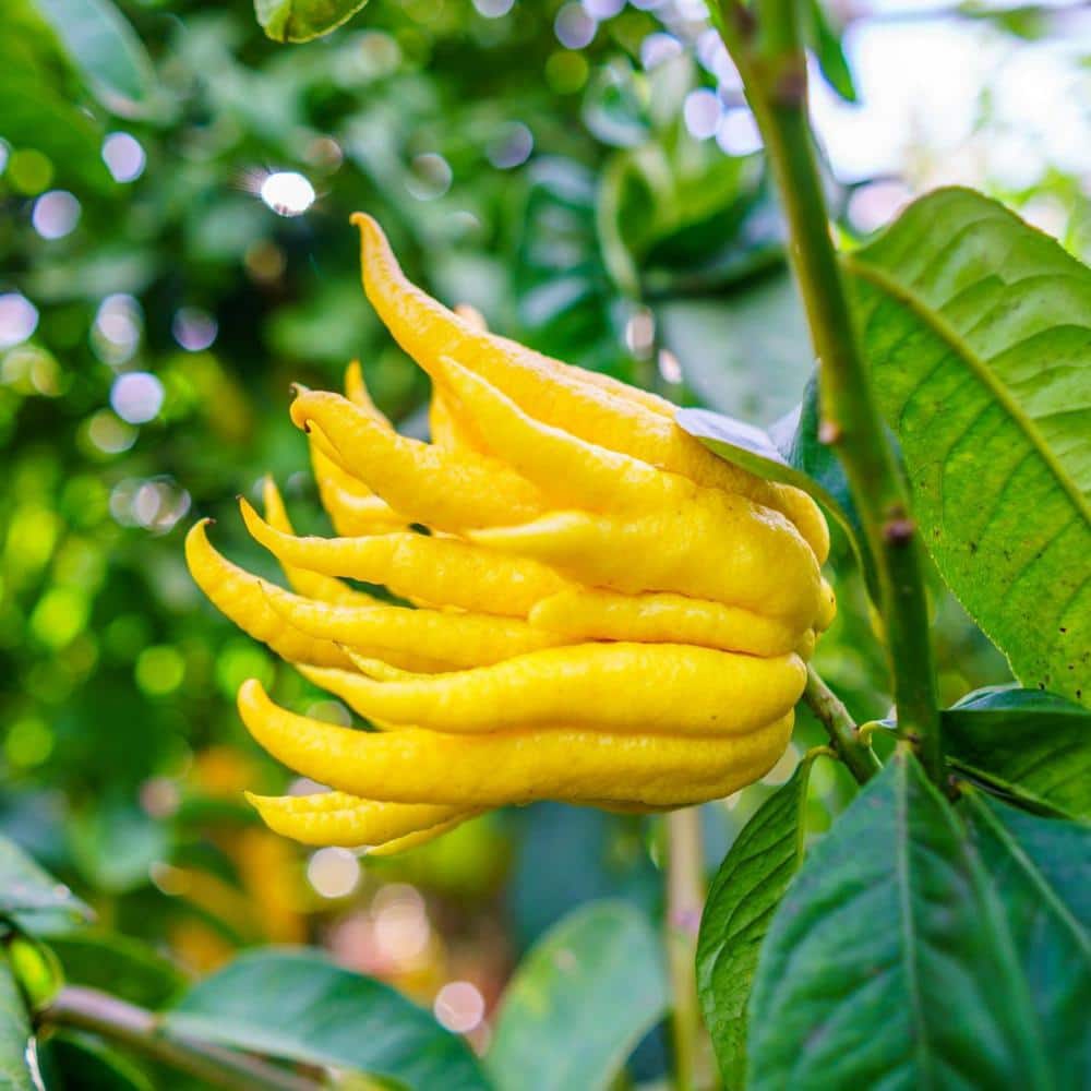 #3 Container Buddhas Hand Citron Evergreen Tree