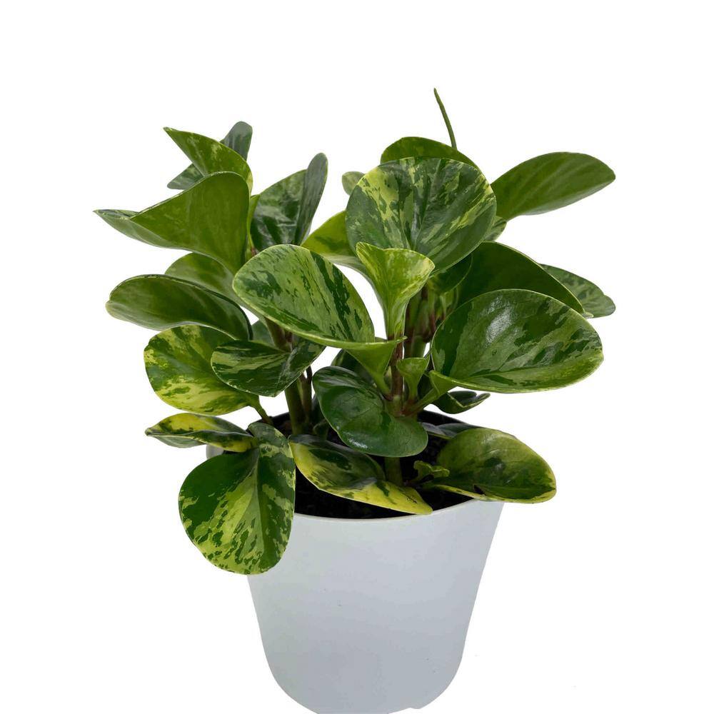 EVERBLOOM GROWERS, INC. 6 in. Peperomia Marble Plant in Deco Pot 6PEPMA ...