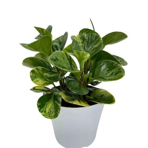 6 in. Peperomia Marble Plant in Deco Pot