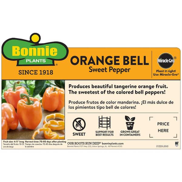 19 oz. Orange Bell Pepper Plant