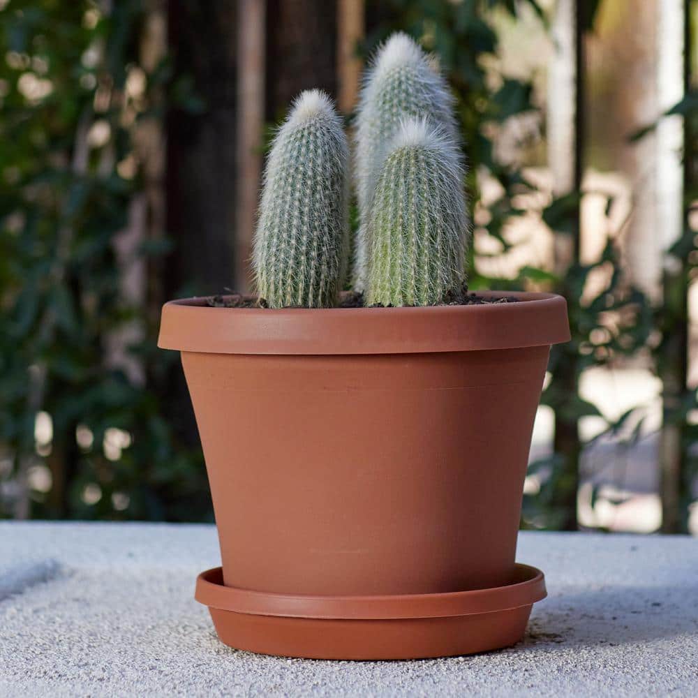 Bloem 10.75 in. Terracotta Resin Tapered Planter