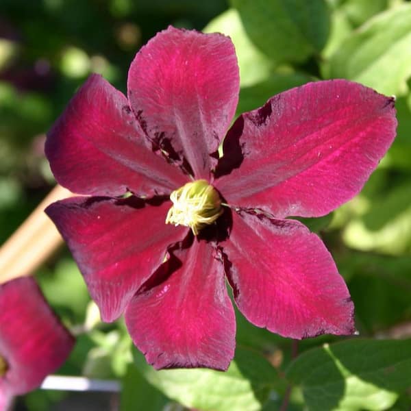 Wekiva Foliage Clematis Niobe-Live Plant in a 4 in. Growers Pot-Clematis 'Niobe'-Starter Plants Ready for the Garden