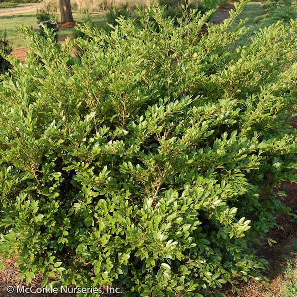 3 Gal. Emerald Heights Distylium, Evergreen Shrub with Glossy, Green Foliage and Upright Habit