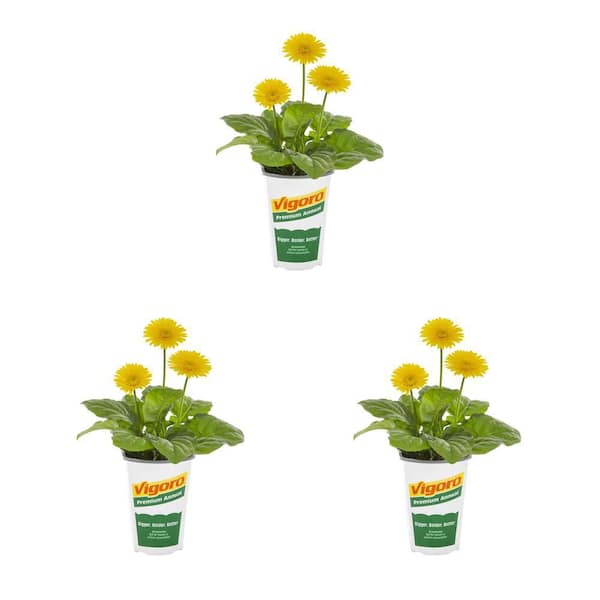Vigoro 2 qt. Gerbera Daisy Garvinea Yellow Annual Plant (3-Pack)