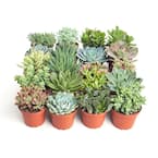 4 in. Assorted Succulent Collection Succulent (Collection of 20)