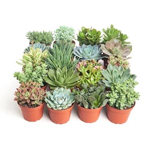 4 in. Assorted Succulent Collection Succulent (Collection of 20)