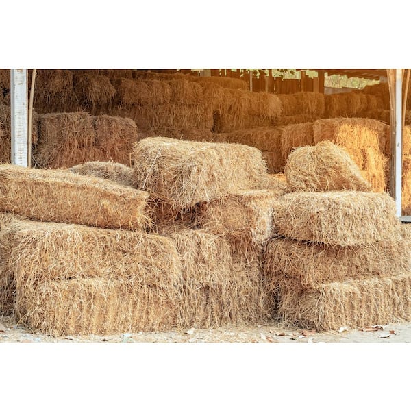 BELL NURSERY Straw Bale Full Size (13 Bales) STRAWFUL13PK - The 