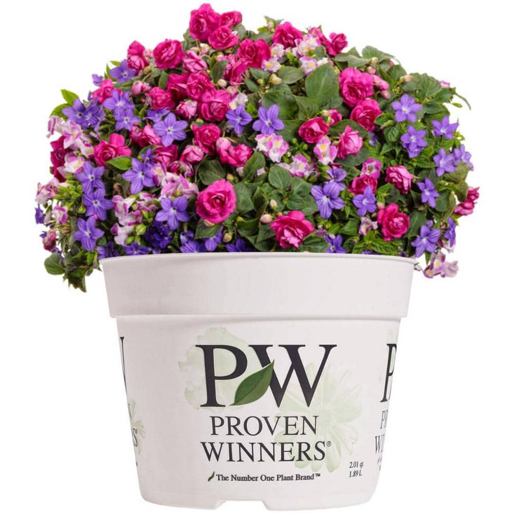 6.5 in. Loads of Fun Combination Live Annual Plant, Multi-Color Flowers (1-Pack) price history on PriceWatchPro