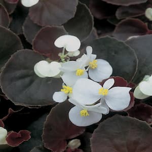 10 in. Bronze Leaf White Begonia Plant (12-Pack)