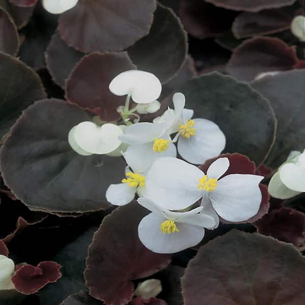 Unbranded 10 in. Bronze Leaf White Begonia Plant (12-Pack)