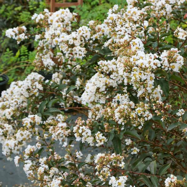 national PLANT NETWORK 3 gal. Crape Myrtle Natchez Shrub with