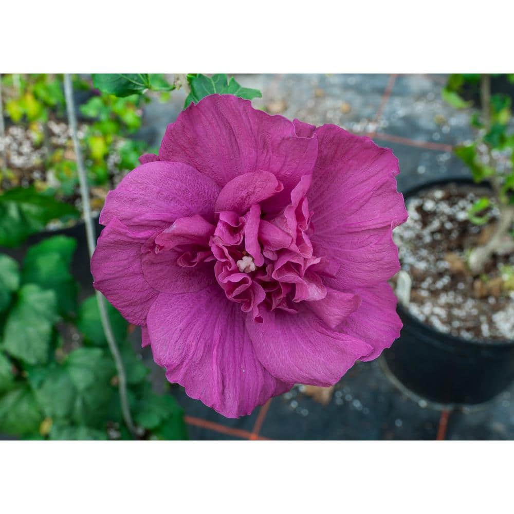 1 Gal. MagentaChiffonRose Of Sharon Hibiscus Live Plant, Purple Flowers price history on PriceWatchPro