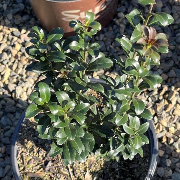 Alder & Oak 3 Gal. Red Sky Pencil Holly Shrub Plant ILRS03 - The