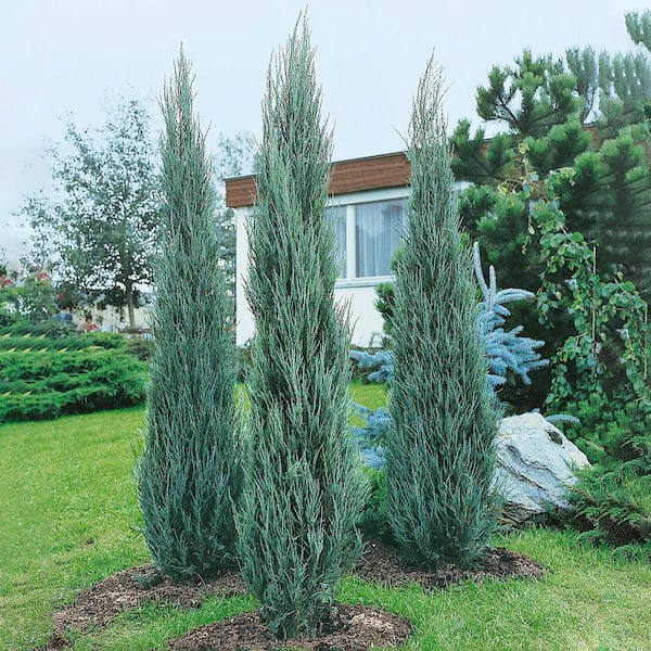 DIRECT GARDENING 1 Gal. Pot, Skyrocket Upright Juniper Evergreen Shrub (1-Pack)