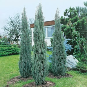 2.50 qt. Pot Skyrocket Upright Juniper Shrub, Potted Evergreen Plant (1-Pack)