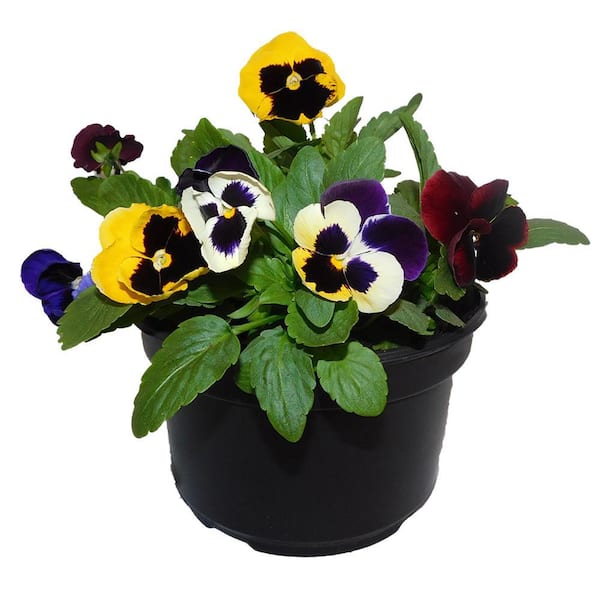 Unbranded 8 in. Pansy Annual Plant with Multi-Colored Blooms