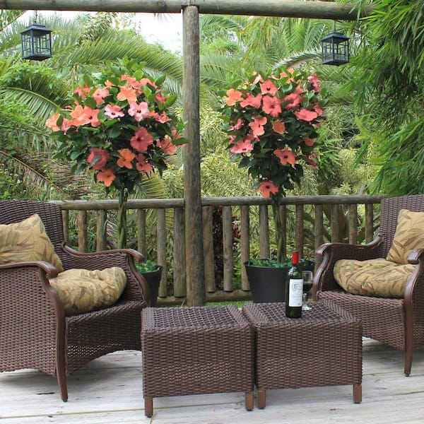 national PLANT NETWORK 2 gal. Hibiscus Peach Braided Annual Tree