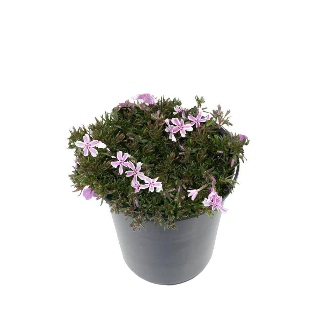 2.5 qt. Perennial Phlox Subulata Candystripe (4-Pack)