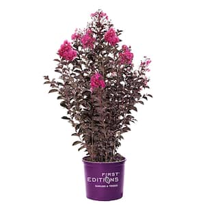 5 Gal. Twilight Magic Crape Myrtle Flowering Shrub with Dark Leaves and Pink Flowers