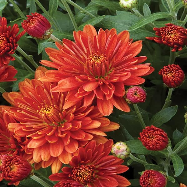 Costa Farms 2.5 Qt. Orange Chrysanthemum Perennial Plant