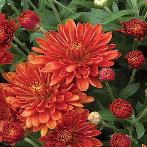 8 in. Orange Chrysanthemum Plant