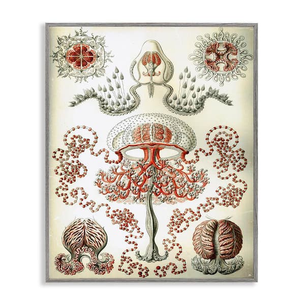 Stupell Industries Classic Haeckel Diagram by Graffi*tee Studios Gray Framed Animal Giclee Art Print 20 in. x 16 in.