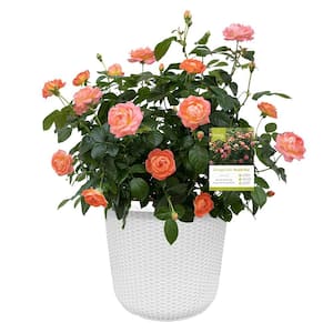 KNOCK OUT 3.0 Gal. Coral Knock Out Rose Bush with Fragrant Orange