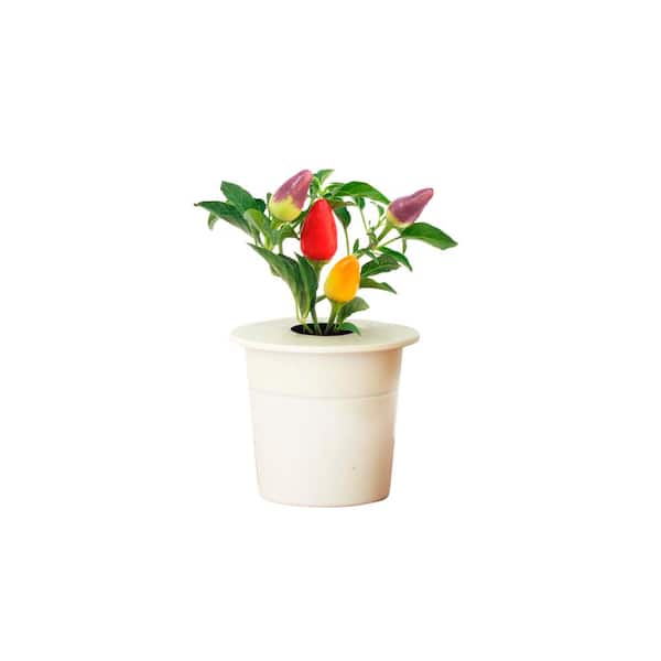 Click and Grow Chili Pepper Refill for Smart Herb Garden (3-Pack)