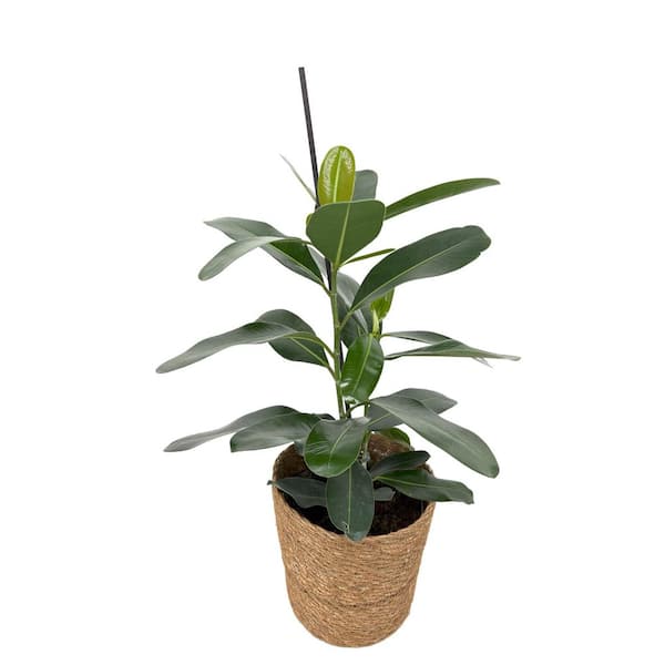 Ficus Chandelier Celebrate Indoor Plant in 7 in. Wicker Jute Basket