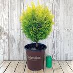 2 Gal. Night Light Chamaecyparis Yellow Foliage