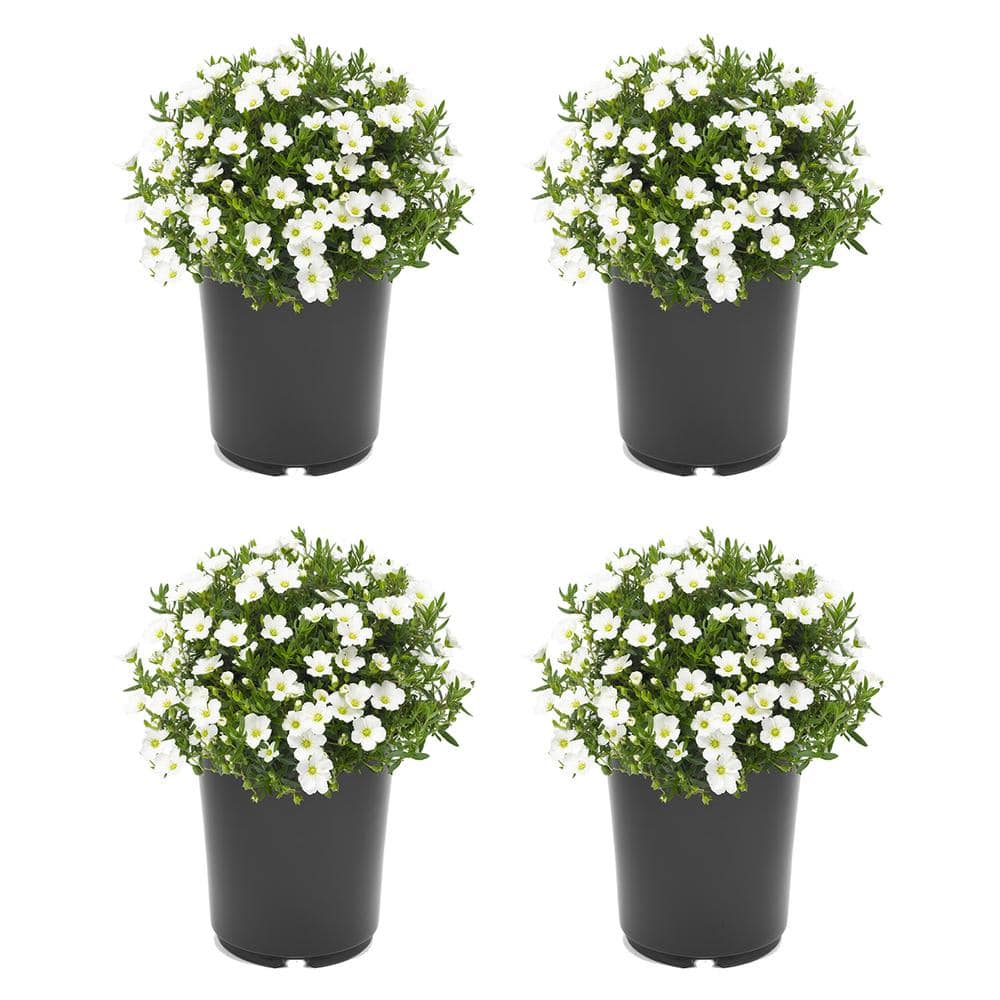 2.5 qt. Perennial Arenaria Montana Summer White (4-Pack)