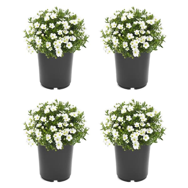 Unbranded 2.5 qt. Perennial Arenaria Montana Summer White (4-Pack)