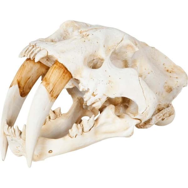 HomeRoots 15 in. White Authentic Replica Sabertooth Skull Sculpture
