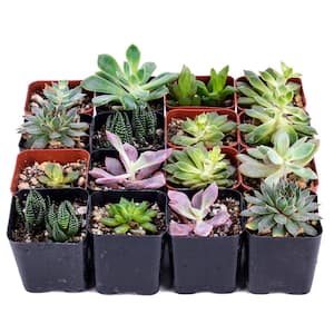 Succulent Bulk Pack (Collection of 16)